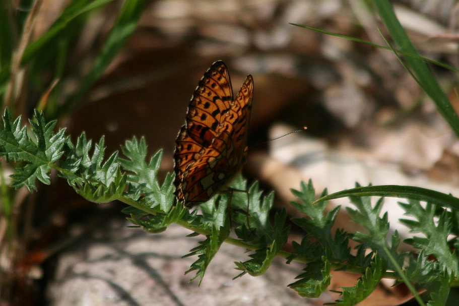 Boloria euphrosyne?